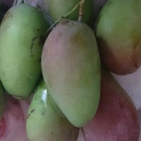 青芒果