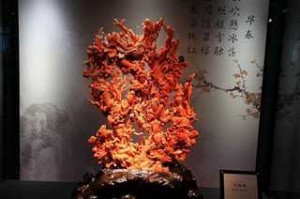 珊瑚