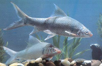 五指山淡水石鯪魚