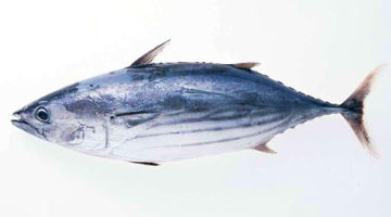 馬鮫魚