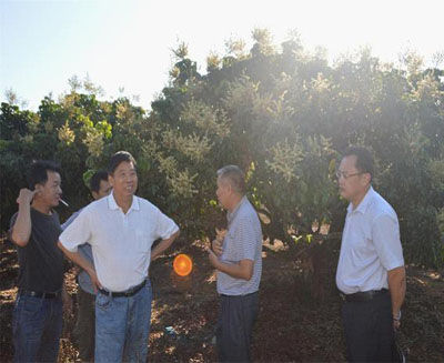 白沙縣政協(xié)副主席林世欣認(rèn)真地交流反季節(jié)龍眼種植經(jīng)驗