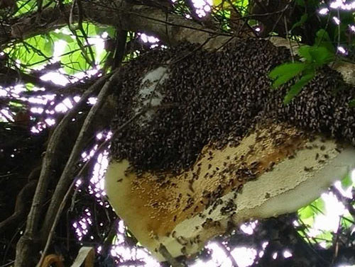 樹林中的排蜂
