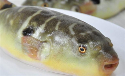 河豚魚(yú)