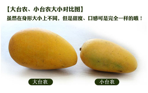 大臺農芒與小臺農芒對比圖