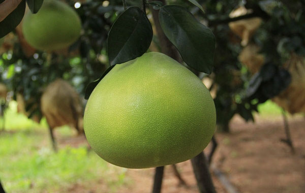 澄邁無籽蜜柚外觀