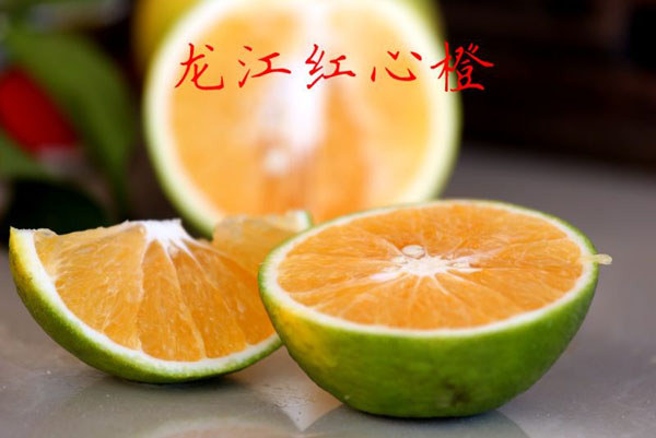 白沙紅心橙（龍江紅心橙）