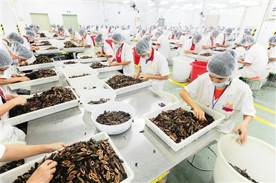 萬寧的工人正在加工、包裝檳榔產(chǎn)品