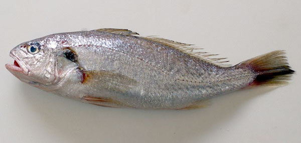 白姑魚
