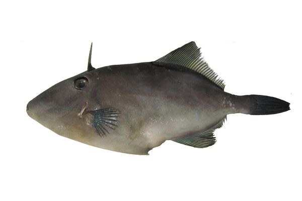 剝皮魚