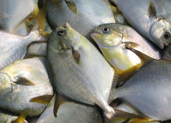 鯧魚