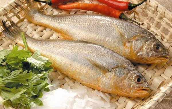 黃姑魚