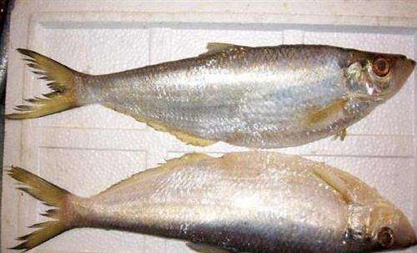 鰳魚