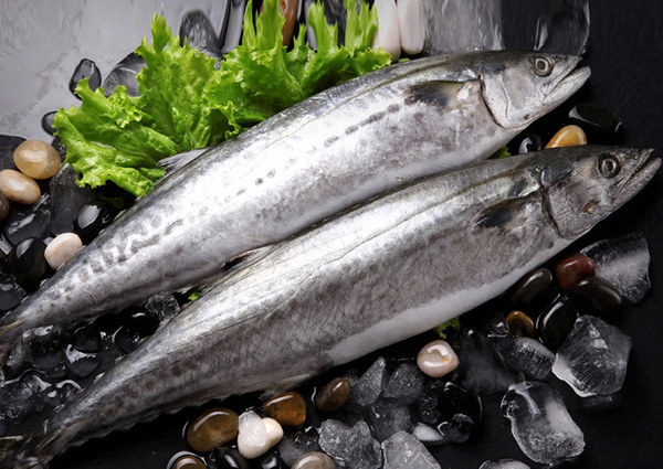 馬鮫魚