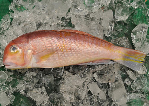 甘鯛—馬頭魚