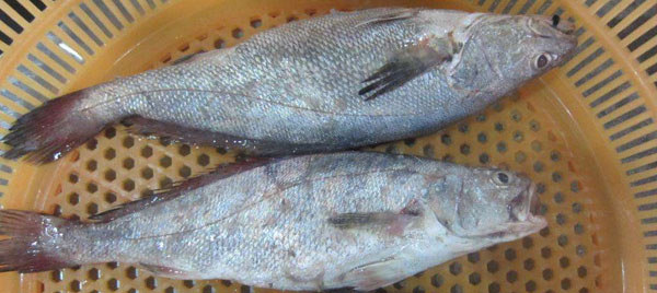 鮸魚