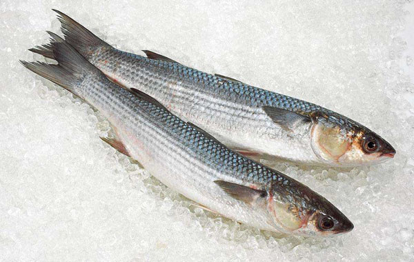 鯔魚
