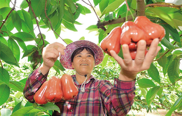 大路鎮(zhèn)蓮霧豐收