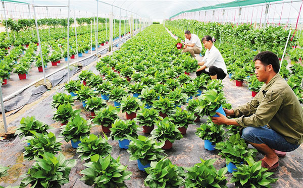 東方綠蘿種植基地