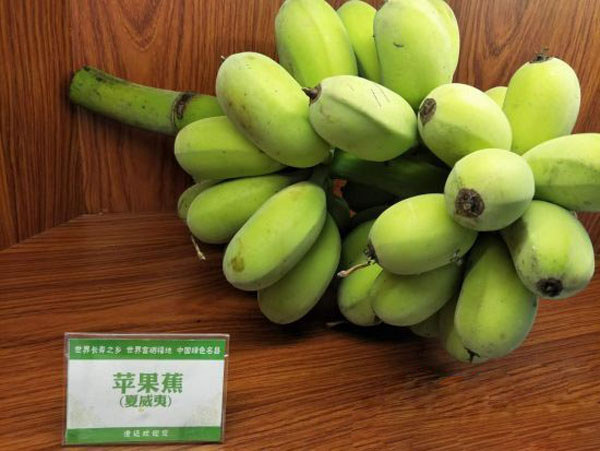 香蕉產(chǎn)業(yè)研討會(huì)展示的香蕉品種