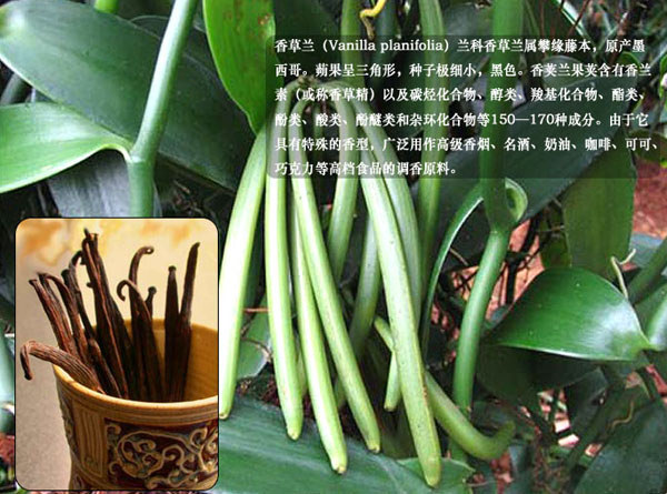 香草蘭