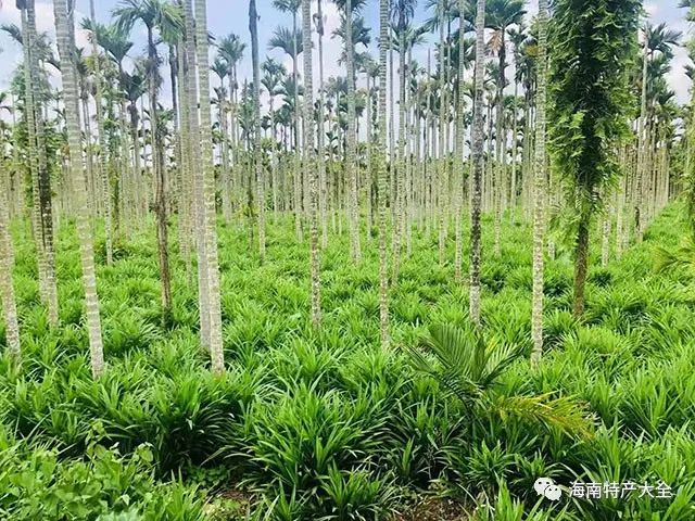 檳榔樹下的斑斕