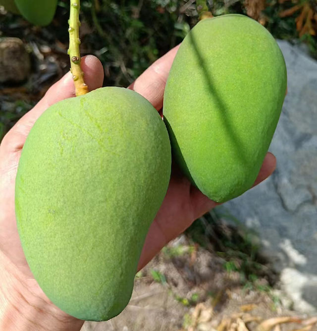 海南臺農(nóng)芒果