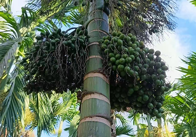 檳榔果實