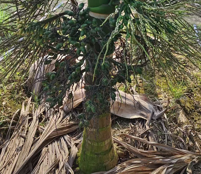 矮節(jié)檳榔