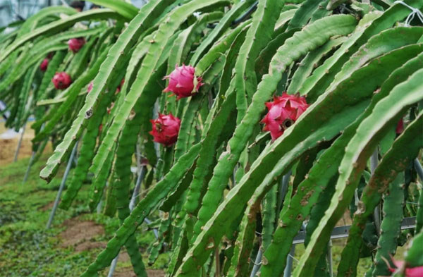 東方某火龍果種植基地