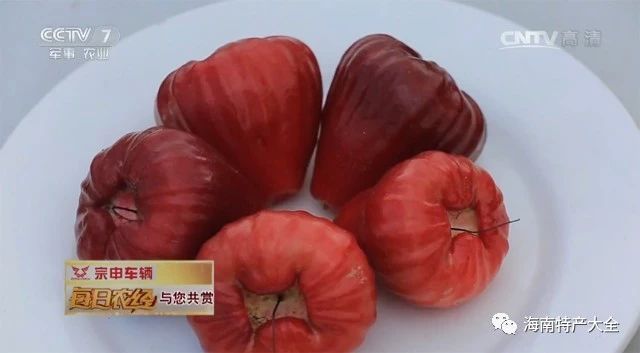 馬來紅蓮霧
