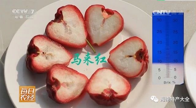 馬來紅蓮霧含糖量