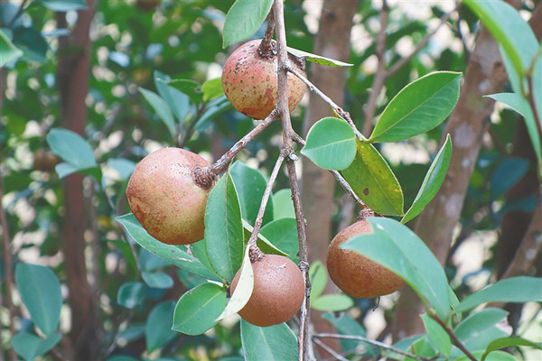 中坤農場公司油茶標準化生產示范基地種植的油茶果
