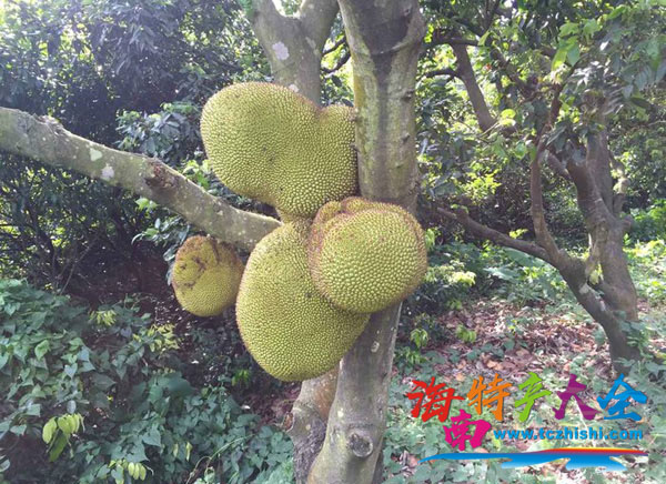 樹菠蘿