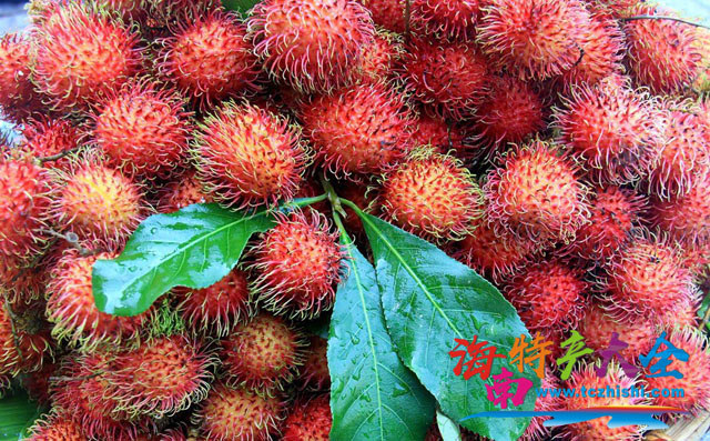 紅毛丹