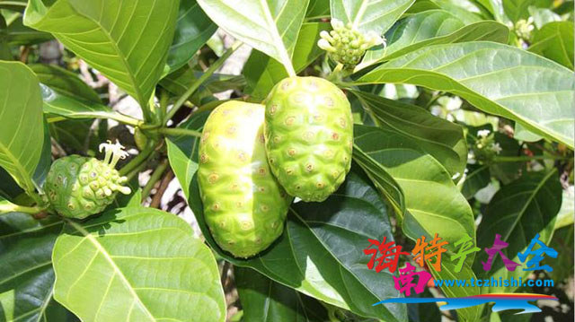 諾麗果