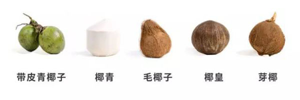 椰子的品類