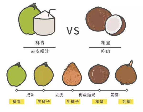 椰子的品類